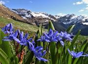 29 Fiori di Scilla silvestre (Scilla bifolia) 